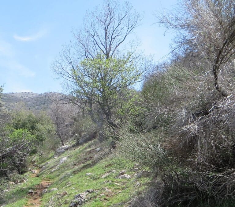 הר כחל