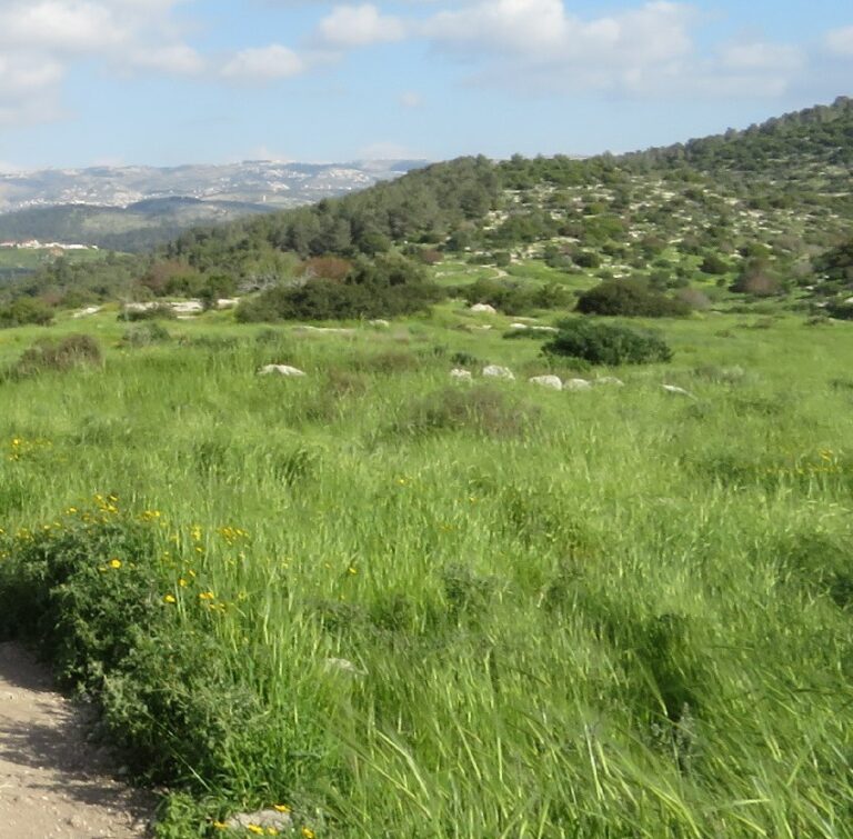 גבעת התורמוסים