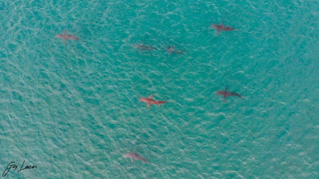 כרישים בחופי ישראל