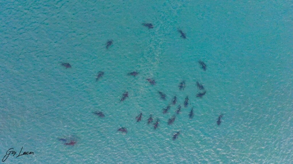 כרישים בחופי ישראל