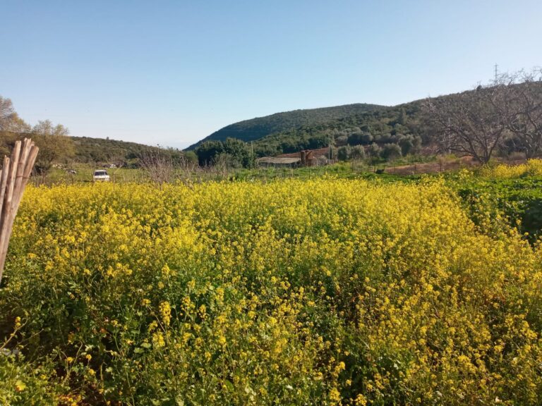 נקודה טובה בגליל