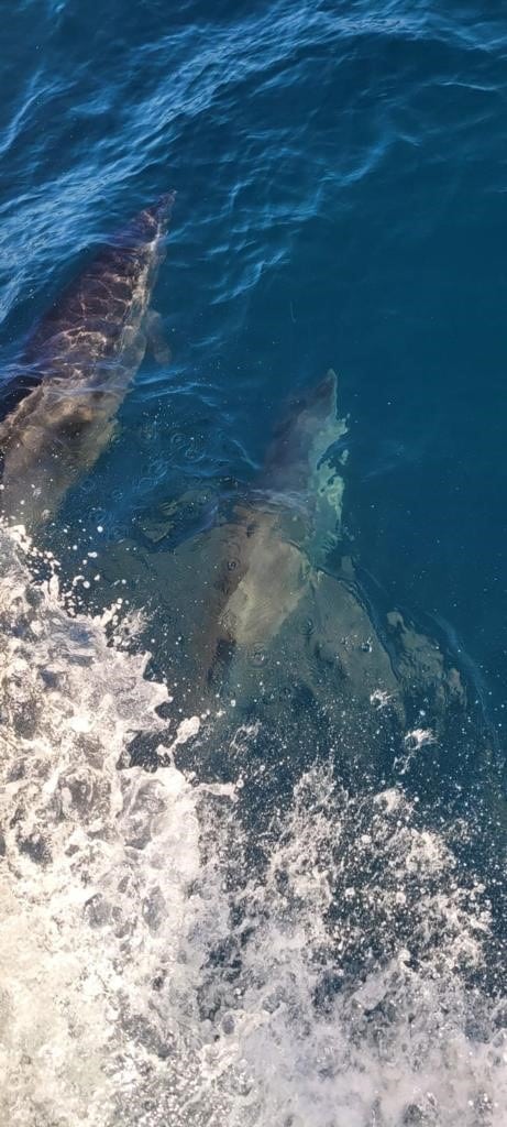 בסיור שגרתי: הדולפינים ליוו את שייט הפקחים