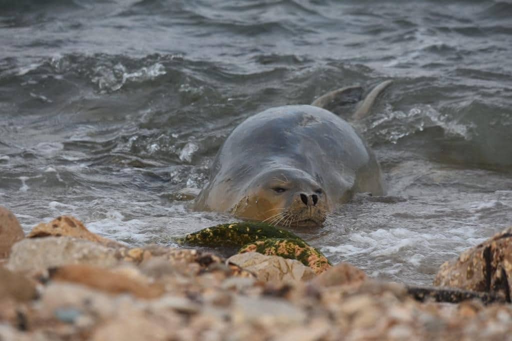 לראשונה בישראל כלבת ים נזירית