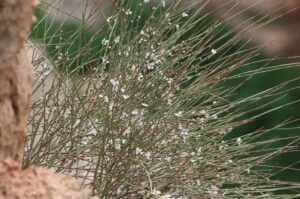 השקד הערבי במכמש